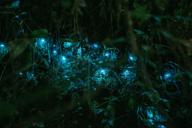 Bluish dots on the ground, among green stems and leaves.