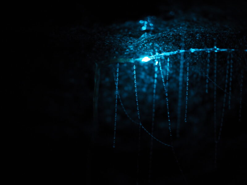 Glowing silk threads with shiny droplets hanging from a bright blue light in deep darkness.