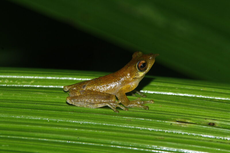 Brownish, small animal sitting on a leaf, with its head and snout high.