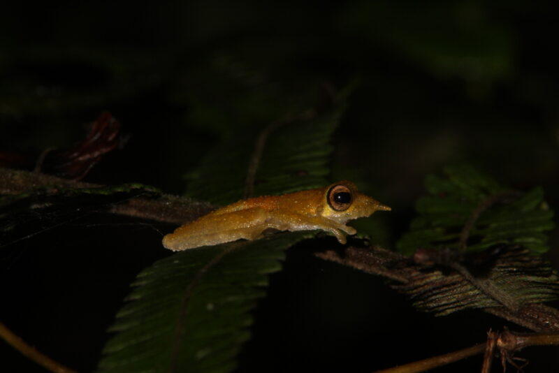 A small frog with big eyes and a long snout lies flat on a high branch.