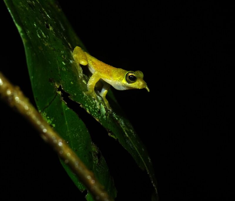 Greenish frog with open wide eyes sitting almost vertically on a leaf. It has a long snout.