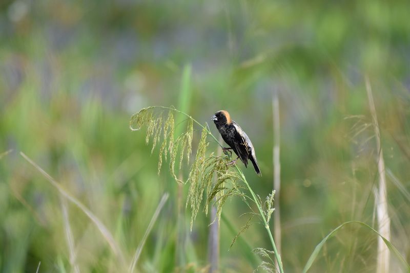 Photo of a bobolink, a grassland bird