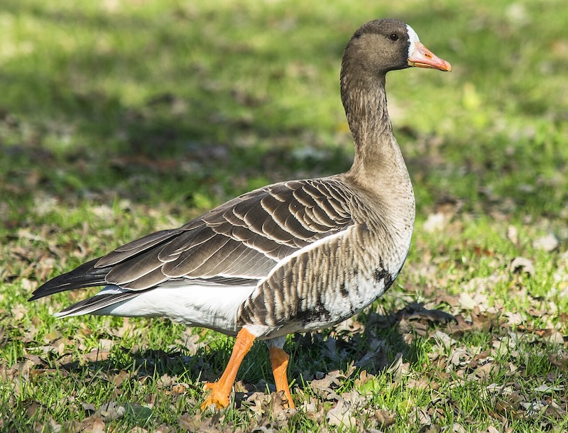 Large goose, standing in grass, with a white belly.