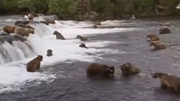 About 15 big brown bears in the water above and below a shallow waterfall.