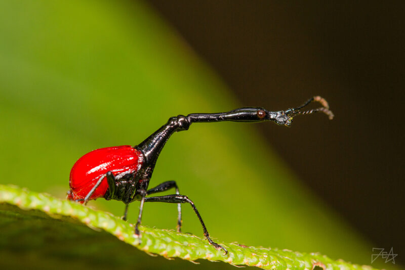Insect with red body and long neck. The neck has 2 parts. The eyes are big and dark brown.