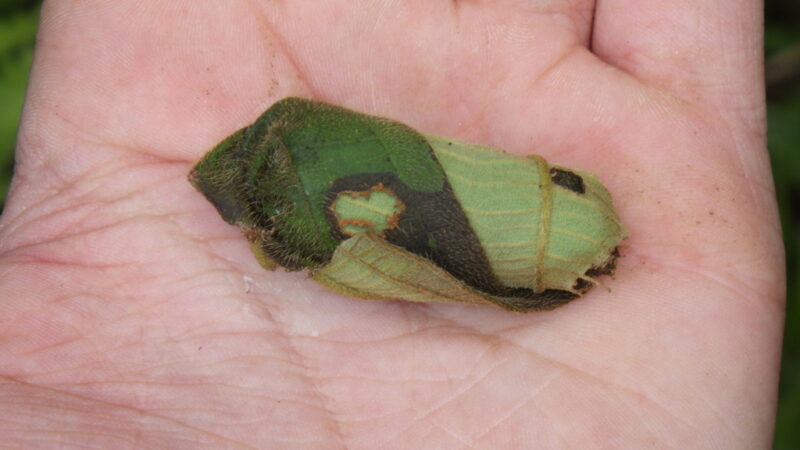 A green leaf rolled into a tubular shape. Somebody is holing it on their hand.