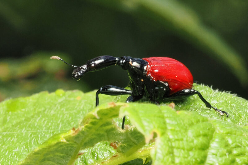Insect with a red body, 6 black legs, a long, black neck and 2 dark, big eyes.