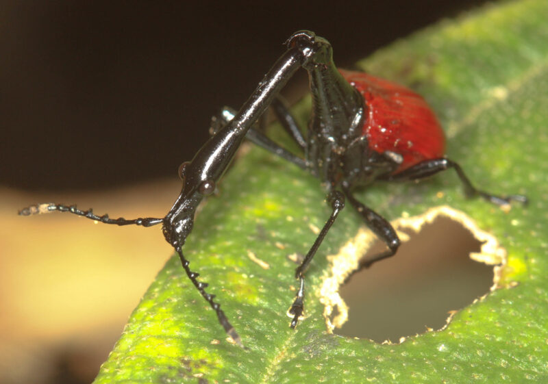 As seen from the front, antennae and head create a letter T. There are many protutions on the antennae.