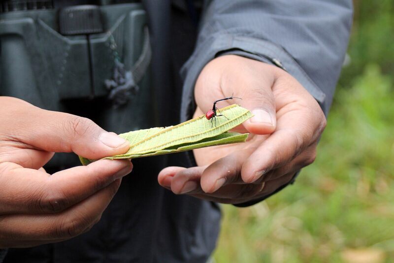 A tiny insect on a leaf. Somebody is holding the leaf.