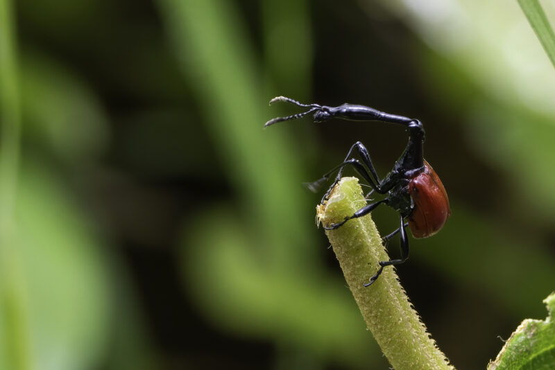 The insect is at the top of a stem. Its elongated neck bends like the arm of a crane.