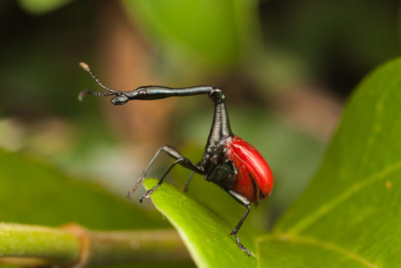 An insect with a round, red body, a long. black neck and black antennae.