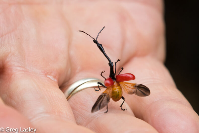 Insect with its red covers up, showing its orange and black wings below.