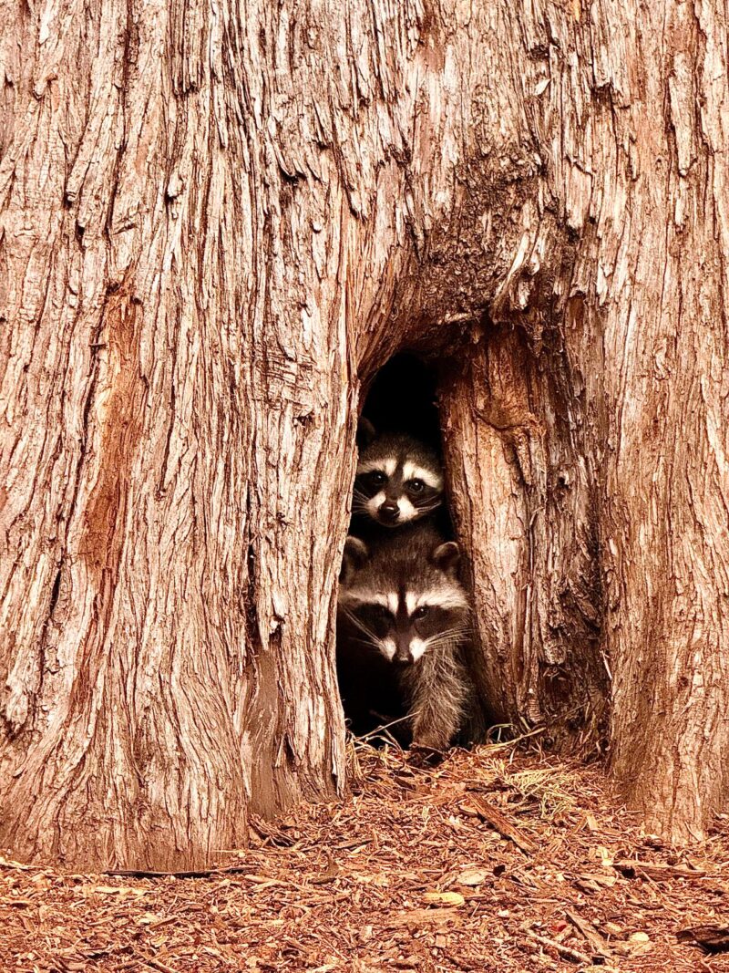 Two raccoons peeking out from a tree hollow.