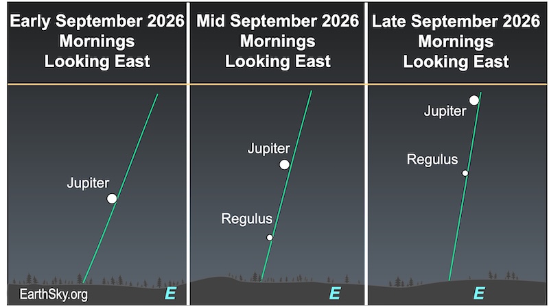There are three charts showing the movement of a dot, Jupiter, during September. In the first chart, a dot, Jupiter, lies above a wavy line, the horizon. In the second chart, a smaller dot, Regulus, lies below the first dot. As September progresses, those two dots move closer together while climbing higher above the wavy line, the horizon.