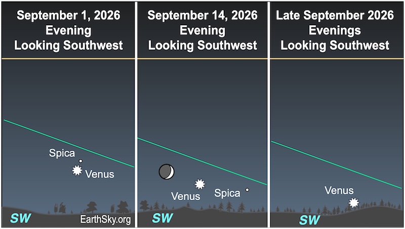 There are three charts showing the movement of a starred dot, Venus, during September. In the first chart, a starred dot, Venus, lies below a dot, the star Spica. In the second chart, the starred dot of Venus has moved left of the dot of Spica, and a crescent shape, the moon, is left of Venus. In the third chart, the starred dot of Venus lies immediately above a wavy line, the horizon.