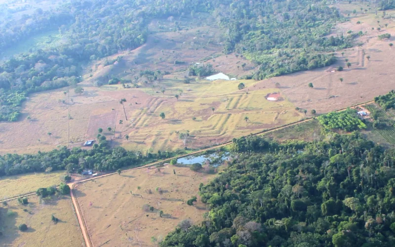 A view down at a cleared landscape between trees that shows geometric depressions.