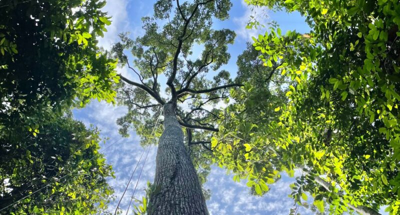 giant trees: A very long tree as seen from the ground. The branches are far away, right at the top.