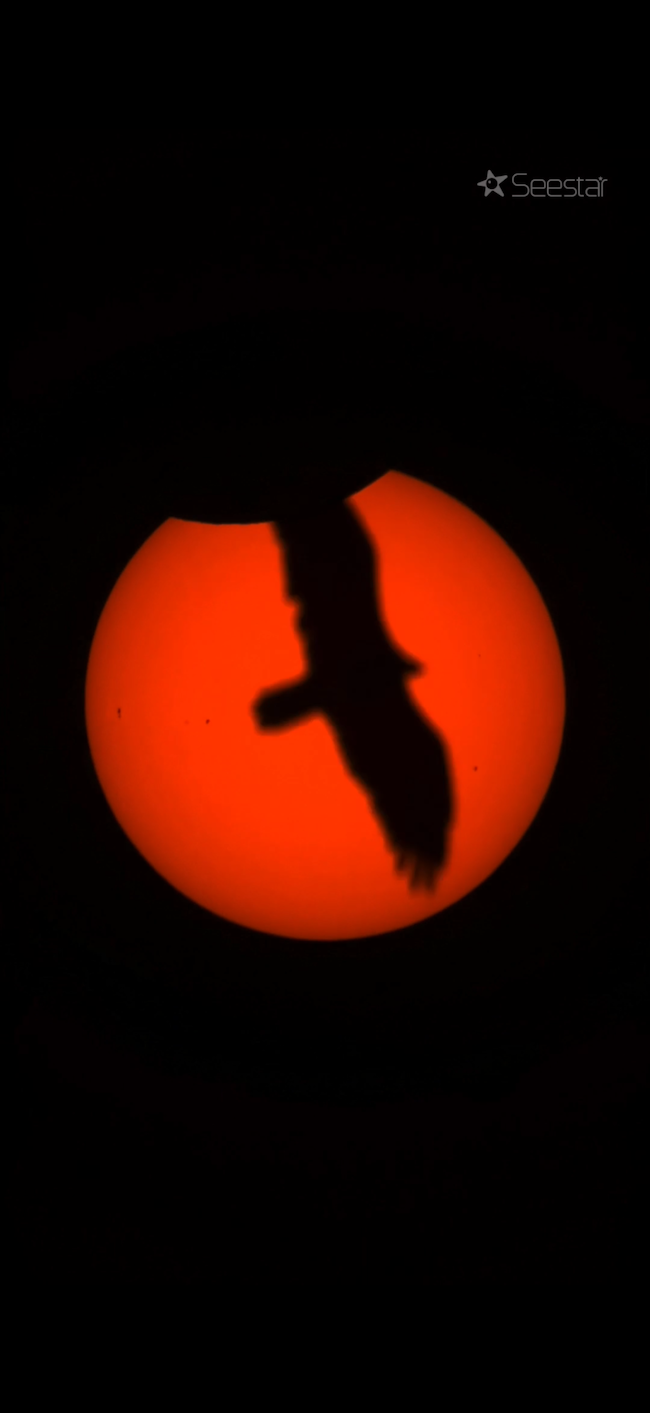 A large orange sphere with the silhouette of a hawk passing in front.