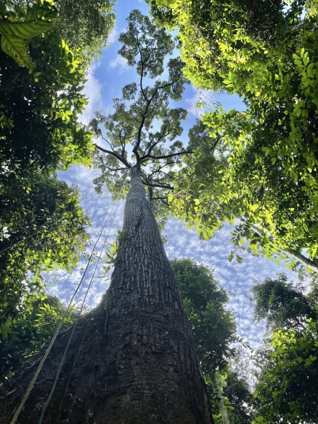 A very tall tree as seen from the ground. There are other trees, branches and leaves around it.