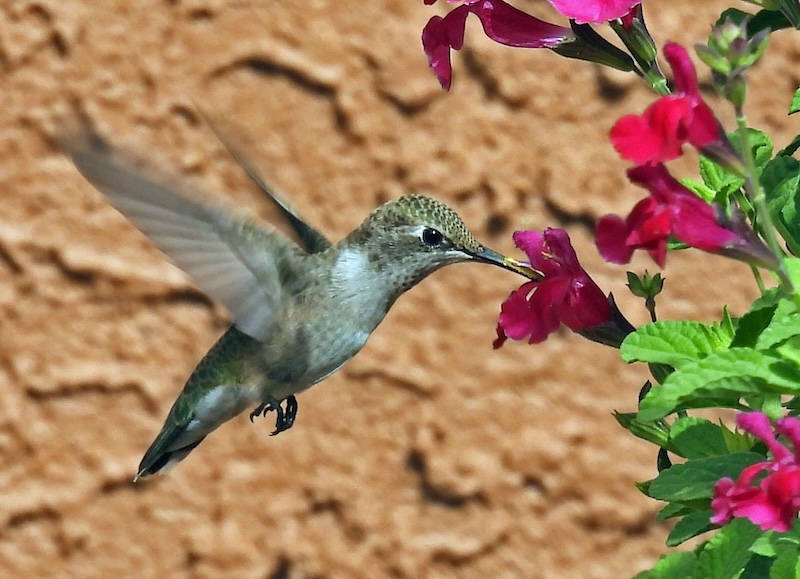 Close-up photo of an Anna's hummingbird with colorful flowers.