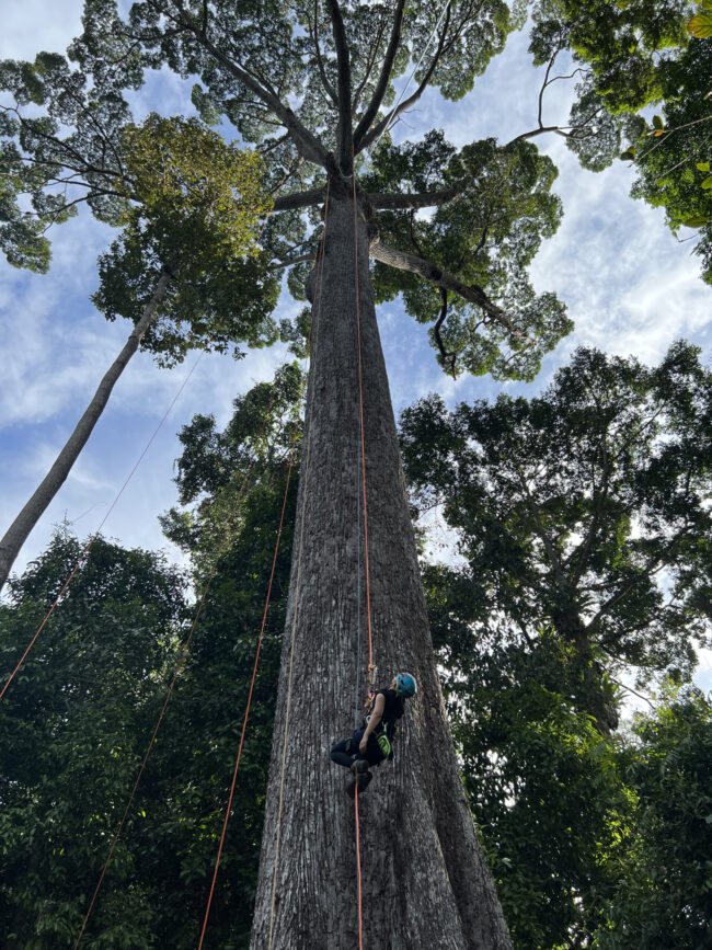 A climber ascends a massive tree trunk high above the rainforest floor.