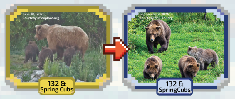 Left is mom bear and 3 cubs in grass, right is the same but a big heavier.