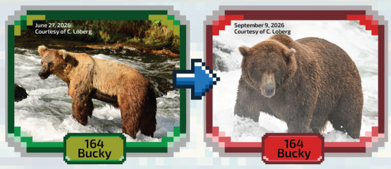Two bears standing in the water, on the left it's thin and on the right it's plump.