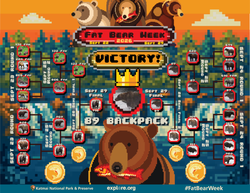 Cartoon images for brackets showing bear numbers going inward toward the winner.