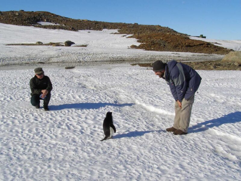 Penguin on snow looking at a man who is leaning forward toward the penguin. Another man is crouched nearby.