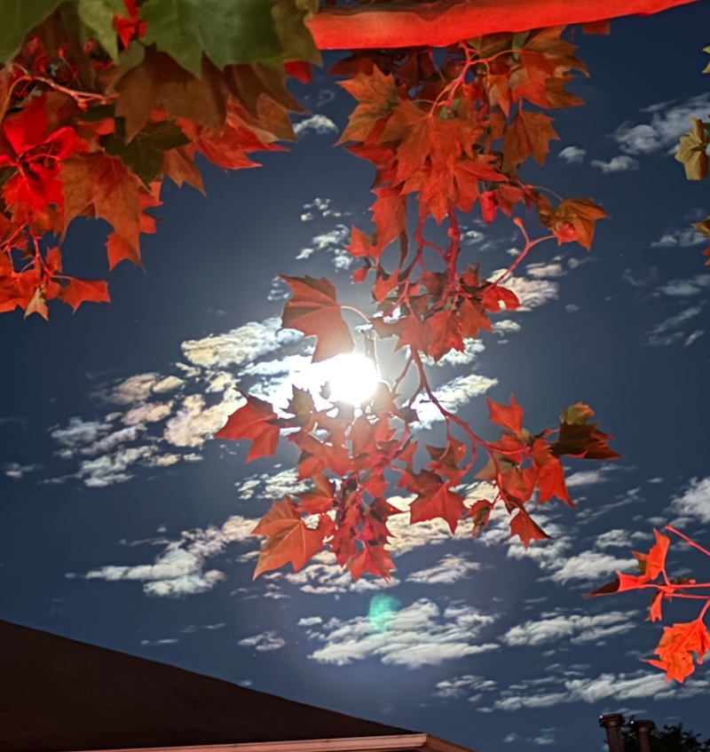 Looking up at crimson fall leaves with the full Harvest Moon peaking through them.