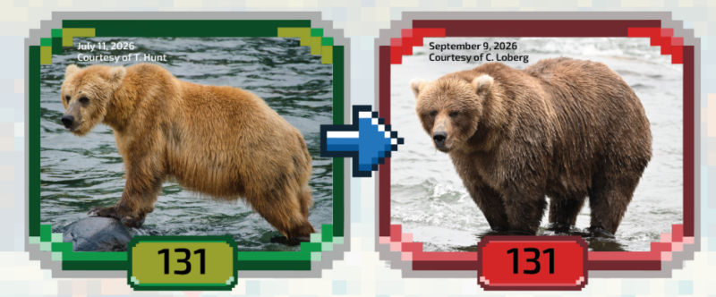 Side-by-side of a brown bear, left regular and right fat.