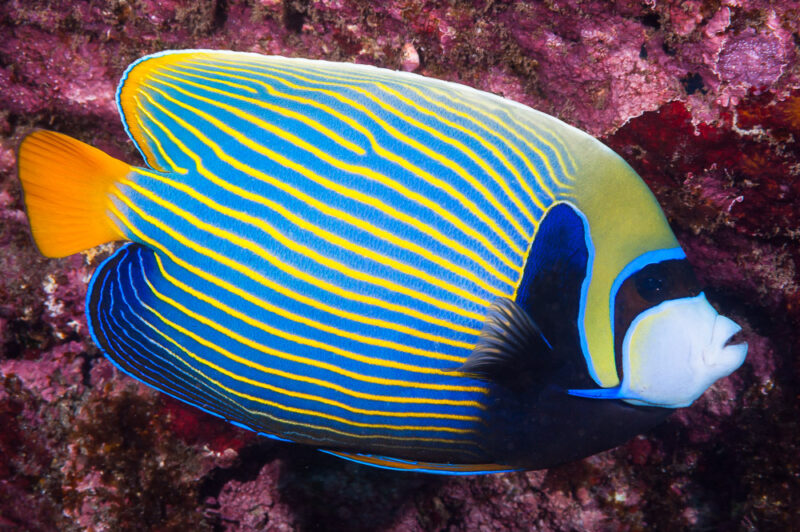 A fish with vivid blue and yellow colors and horizontal stripes.