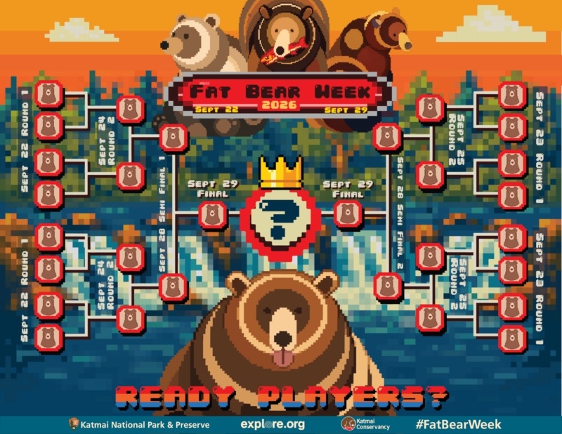 Graphic with bears and brackets with a big question mark at center for the winner.