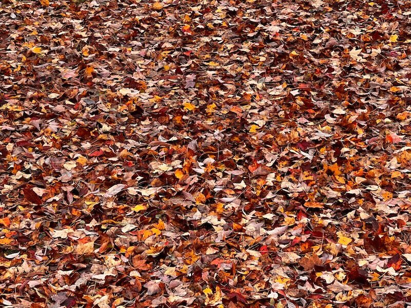 A pile of autumn colored leaves.