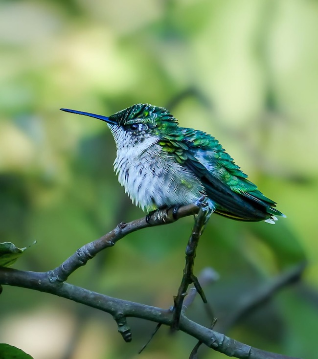 Small fluffed-out bird, white on belly and green on back, with a long beak. It is perched on a twig.