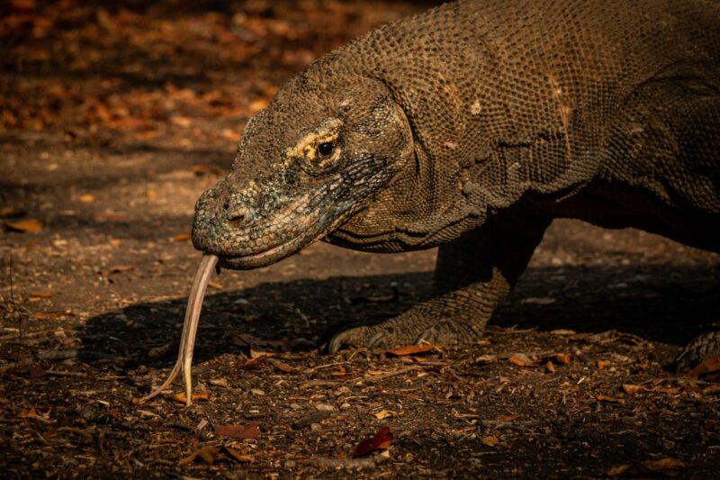 A massive, heavily muscled reptile with thick skin walks across dry, leaf-covered ground while flicking its long, forked tongue.