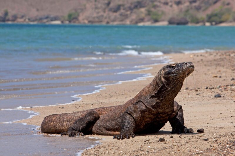 A massive reptile rests on the sandy shore as gentle waves lap against its body, holding its head high against a backdrop of blue ocean and distant hills.