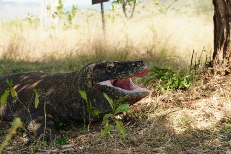 A large reptile rests in the shade with its mouth wide open, exposing the pink inside of its jaws.