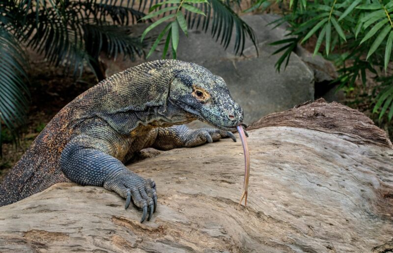 Komodo dragon: A large reptile with scaly, dark skin, sharp claws, and a long, pink, forked tongue.