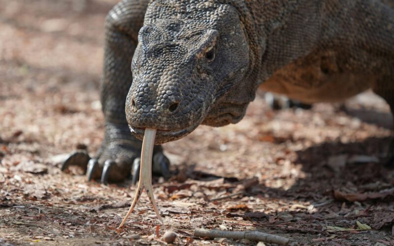A muscular reptile with powerful legs and sharp claws walks forward on the ground, flicking its long, forked tongue.
