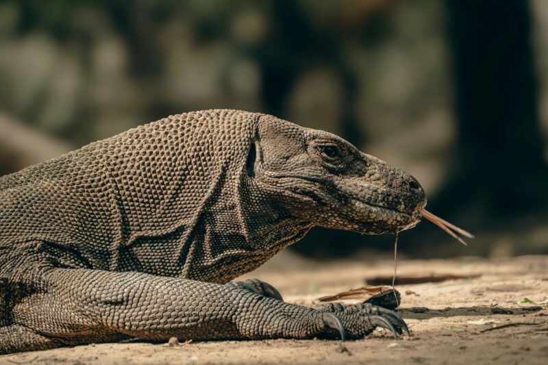 A massive reptile rests on the ground, showing its thick, pebbled skin, long claws and forked tongue.