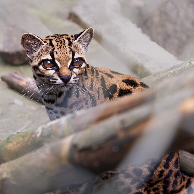 Tiger cat: Small, brown feline with black spots all over its body and large, brown eyes.