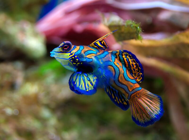 A small fish with bright blue, orange and green patterns.