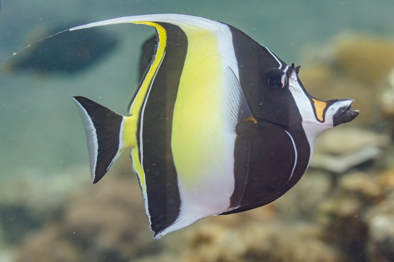 A fish with bold black and yellow bands, and a long, pointed snout.