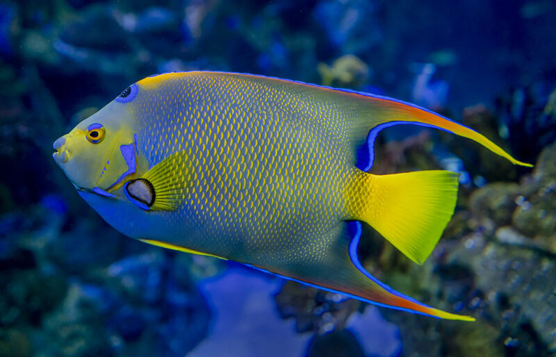 Bright blue and yellow fish with body covered in yellow markings and fan-shaped tail.