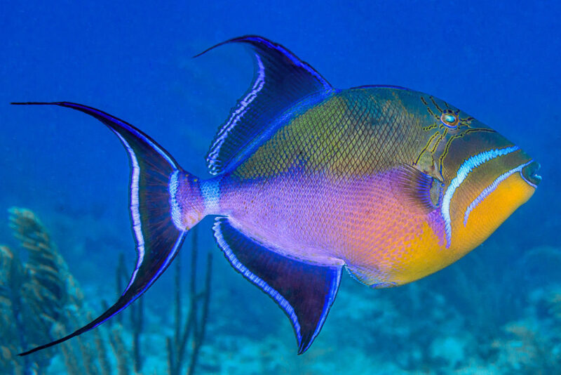 A rounded fish with vivid orange, green, blue and purple markings.