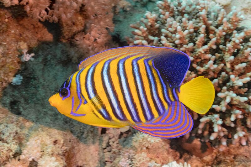 Small fish with orange body, blue markings and vertical, white stripes.