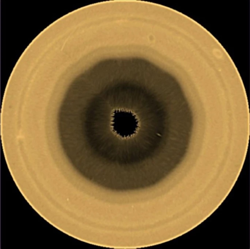 Circle with brownish interior going from light-colored at the edge to about halfway to the middle, then a darker ring, then an even darker ring and a black center. The black center circle has a jagged edge.