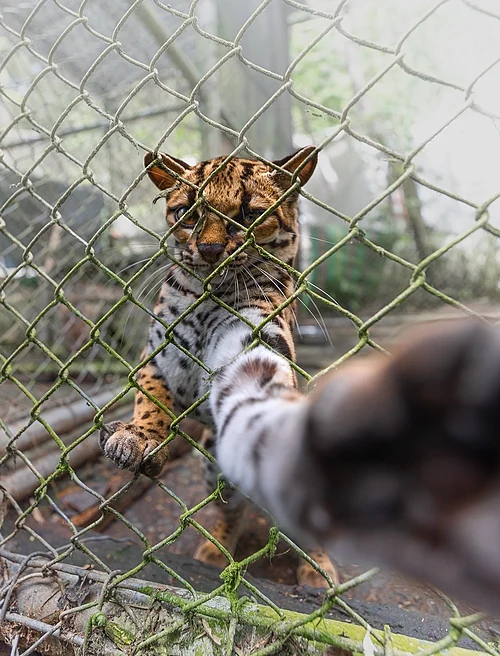 Animal inside a fence, with its paw outside and touching the camera. The paws are quite big.