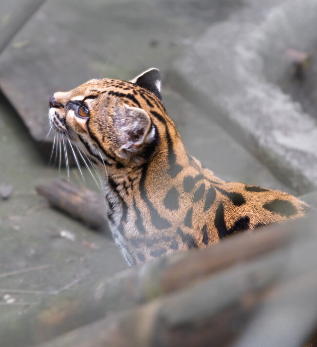 Animal looking upward, viewed from the side. It has thick, white whiskers.